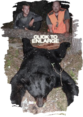 Trophy Black Bear Hunts