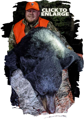 Trophy Bear Hunting in Canada