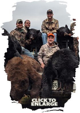 Trophy Bear Hunting in Canada