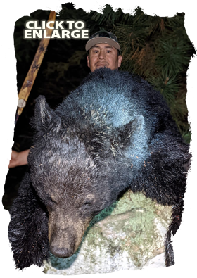 Trophy Bear Hunting Canada