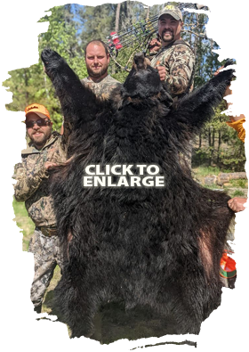 Trophy Bear Hunting in Canada