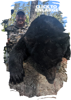 Trophy Bear Hunting in Canada