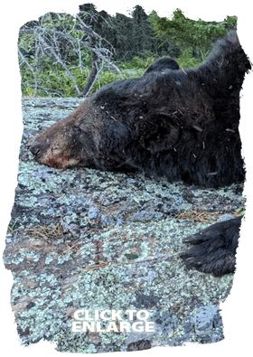Trophy Bear Hunting Canada