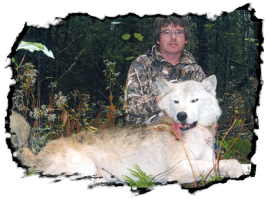 Timber Wolf Hunt at Pine Acres
