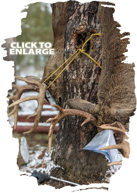 Trophy Bear Hunting in Ontario