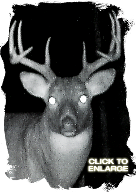 Trophy Whitetail Deer Hunts