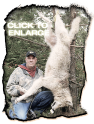 Wolf Hunting in Vermilion Bay Ontario