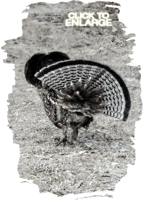 Grouse Hunting in Ontario