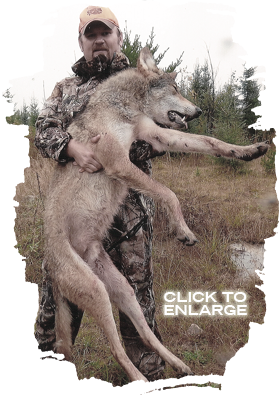 Whitetail Deer hunting in Ontario