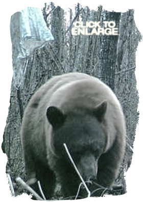 Bear Hunting in Vermilion Bay Area