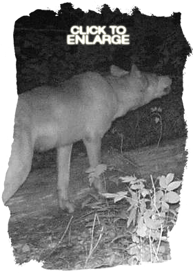 Wolf Hunting in Vermilion Bay Area