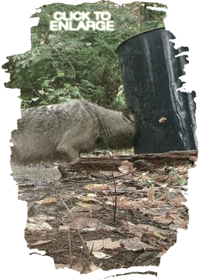 Wolf hunting in Northwestern Ontario