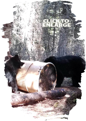 Bear Hunting in Vermilion Bay Area