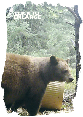 Bear hunting in Northwestern Ontario