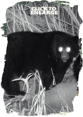 Bear hunting in Northwestern Ontario