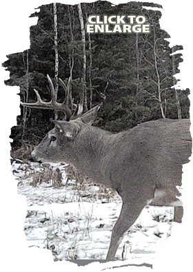 Bear Hunting in Vermilion Bay Area