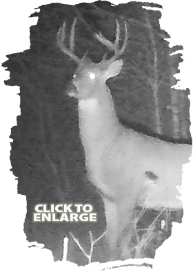 Bear Hunting in Vermilion Bay Area