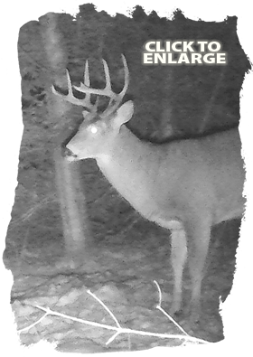 Bear hunting in Northwestern Ontario