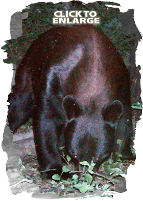 Bear Hunting in Vermilion Bay Area