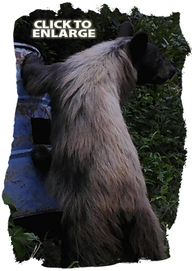 Bear hunting in Northwestern Ontario