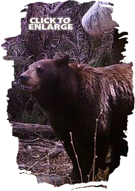 Bear Hunting in Vermilion Bay Area