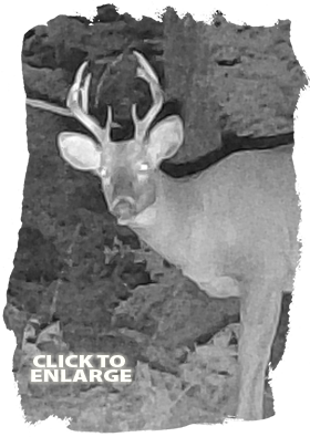 Bear hunting in Northwestern Ontario