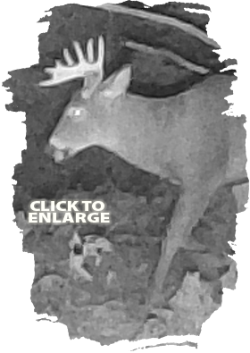 Bear Hunting in Vermilion Bay Area