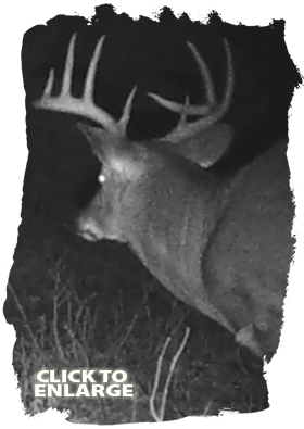 Bear hunting in Northwestern Ontario