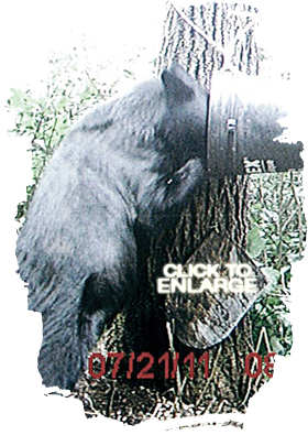 Bear Hunting in Vermilion Bay Area