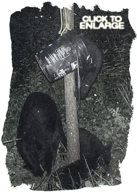 Bear hunting in Northwestern Ontario