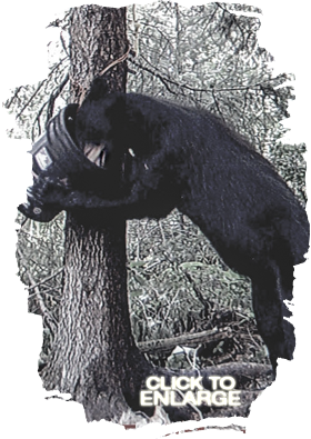 Bear Hunting in Vermilion Bay Area