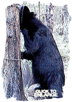 Bear hunting in Northwestern Ontario