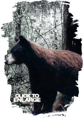 Bear Hunting in Vermilion Bay Area