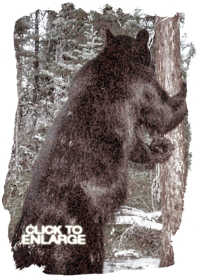 Bear hunting in Northwestern Ontario