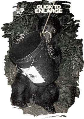 Bear Hunting in Vermilion Bay Area