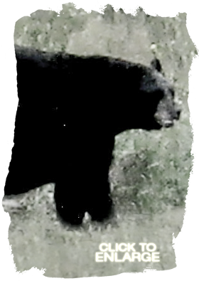 Bear hunting in Northwestern Ontario