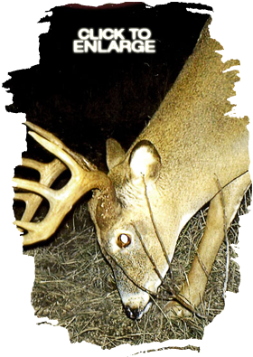 Deer Hunting in Vermilion Bay Area