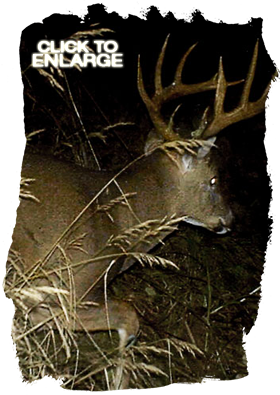 Whitetail Deer hunting in Northwestern Ontario