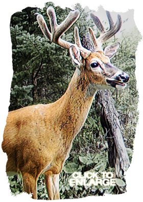 Whitetail Deer hunting in Northwestern Ontario