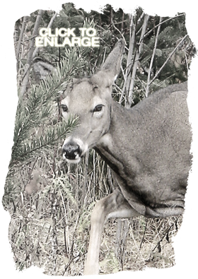Whitetail Deer hunting in Northwestern Ontario