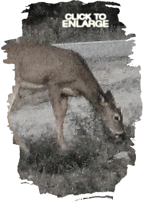 Deer Hunting in Vermilion Bay Area