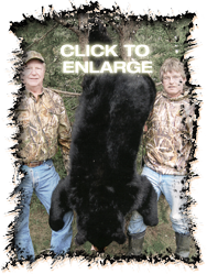 Trophy Bear Hunts in Vermilion Bay Ontario