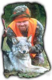 Timber Wolf Hunts at Pine Acres