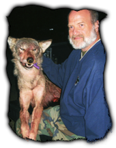 Timber Wolf Hunts in Vermilion Bay	