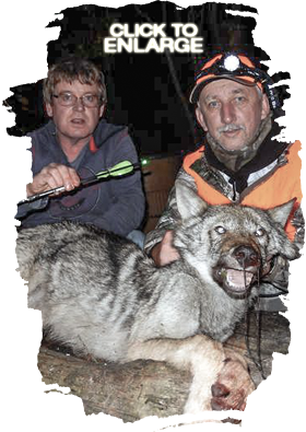 Wolf Hunting in Vermilion Bay Area