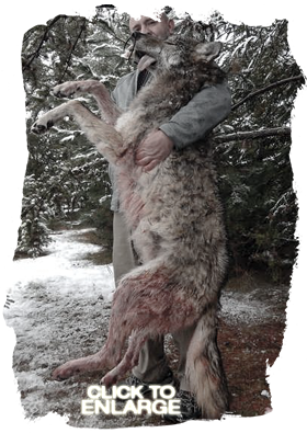 Wolf hunting in Northwestern Ontario