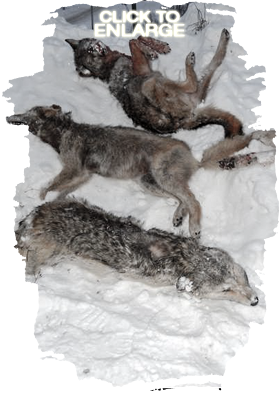 Wolf Hunting in Vermilion Bay Area