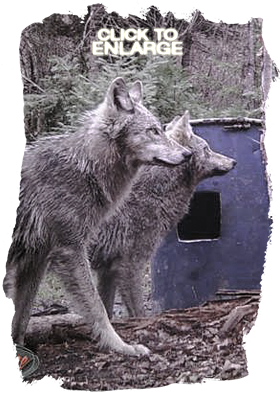 Wolf hunting in Northwestern Ontario
