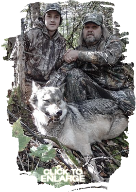 Wolf Hunting in Vermilion Bay Area