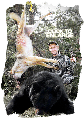 Wolf hunting in Northwestern Ontario